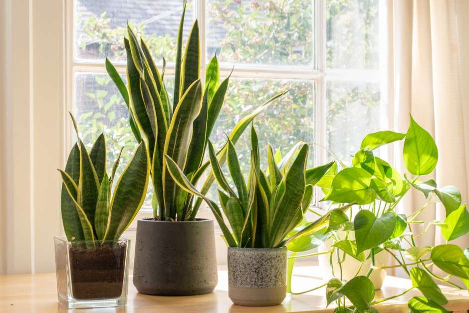 A Complete Guide to Growing Snake Plants in Your Garden